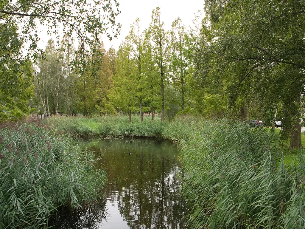 natuur foto drevenbuurt