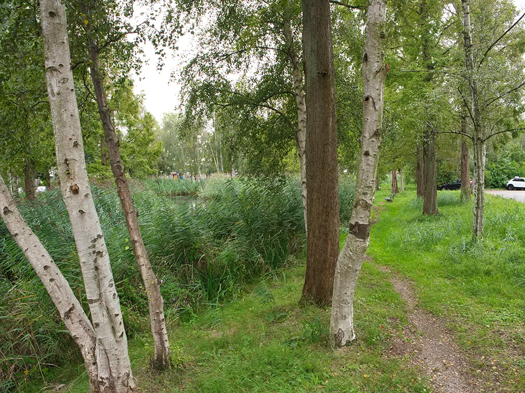 natuur in drevenbuurt